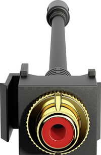 Тюльпан аудио крас.